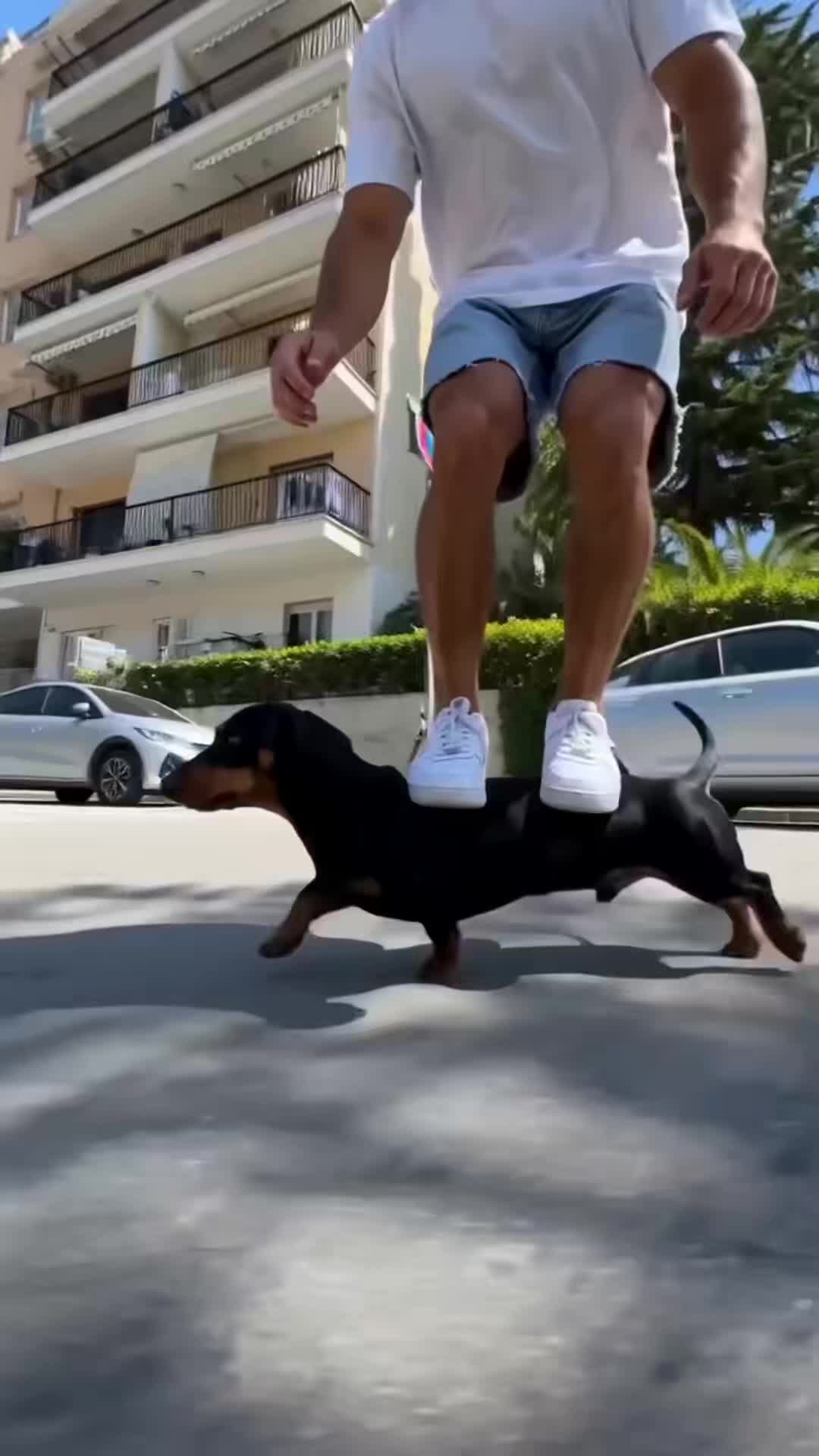 Skate Dog