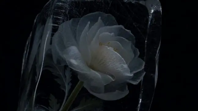 Perfume Brand Film